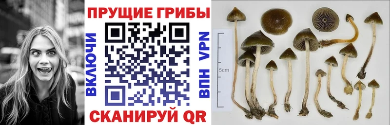 Псилоцибиновые грибы Psilocybine cubensis  купить наркотики сайты  Жиздра 